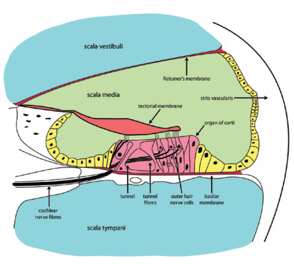 Figure 2.9 – Cochlear Fibers And Nerve Cells Help Detect Low And High ...